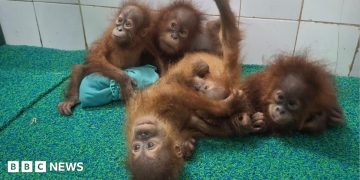 Odisha: Five baby orangutans found in India forest spark trafficking investigation Odisha: Five baby orangutans found in India forest spark trafficking investigation