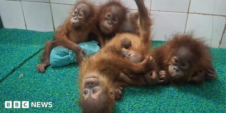 Odisha: Five baby orangutans found in India forest spark trafficking investigation Odisha: Five baby orangutans found in India forest spark trafficking investigation