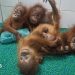 Odisha: Five baby orangutans found in India forest spark trafficking investigation Odisha: Five baby orangutans found in India forest spark trafficking investigation
