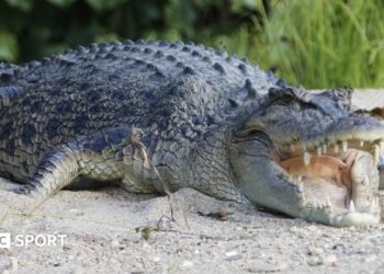 River that is home to 500 crocodiles chosen to host 2032 Olympic rowing and canoe events