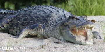 River that is home to 500 crocodiles chosen to host 2032 Olympic rowing and canoe events