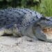 River that is home to 500 crocodiles chosen to host 2032 Olympic rowing and canoe events River that is home to 500 crocodiles chosen to host 2032 Olympic rowing and canoe events