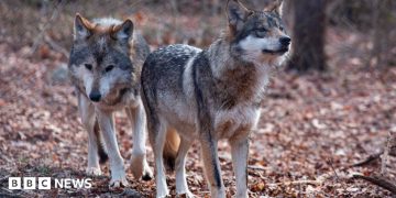 Trump signs order to remove endangered species status for grey wolves