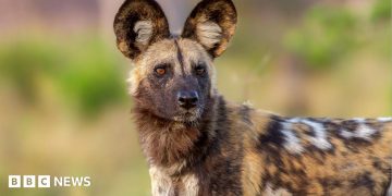 Wild dogs defy the odds with record 2,500-mile trek across Africa