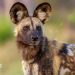 Wild dogs defy the odds with record 2,500-mile trek across Africa