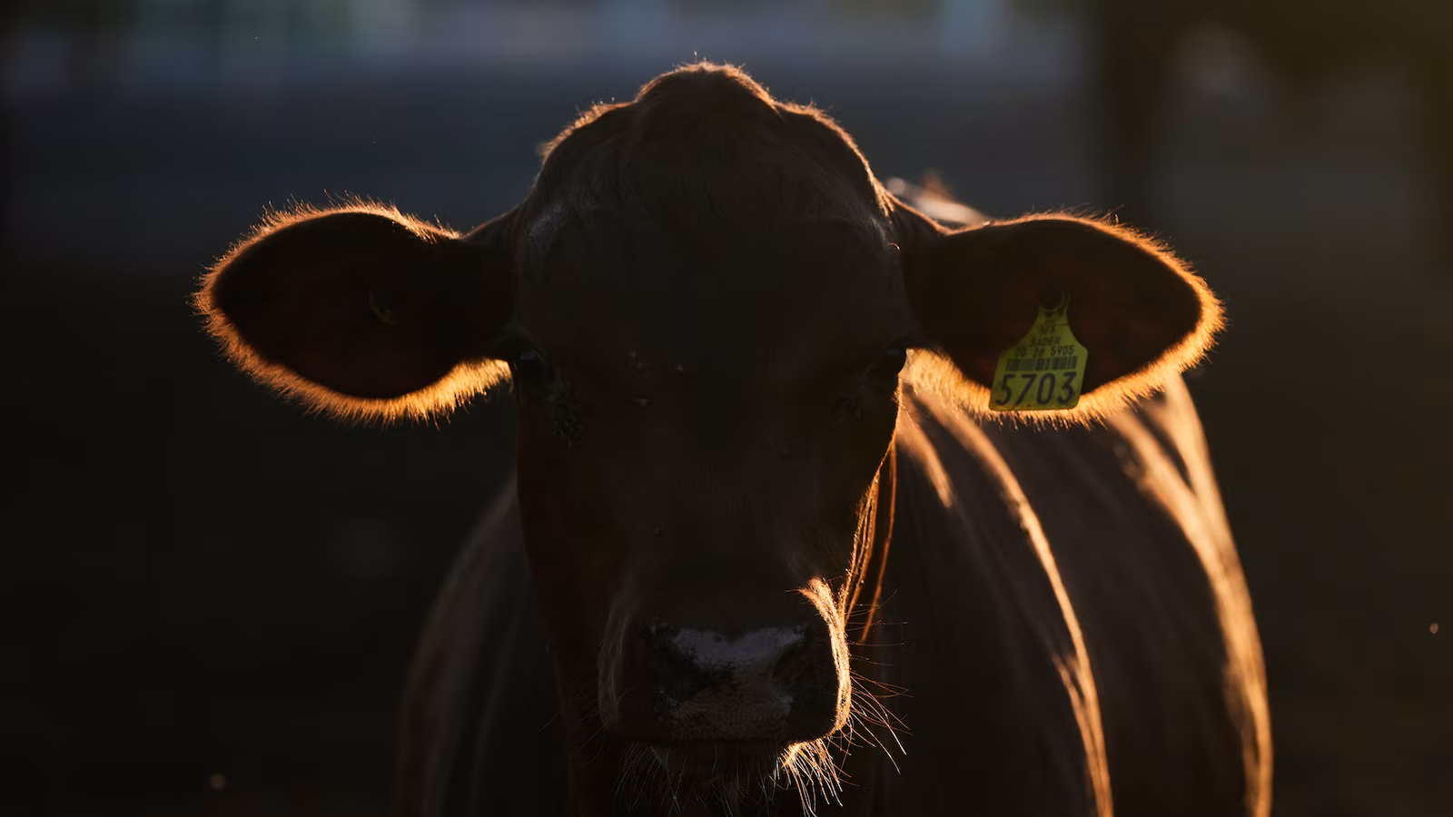 Con controles más estrictos contra el gusano barrenador carnívoro, se reabre un cruce fronterizo